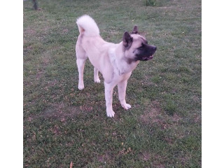 Američka akita, parenje