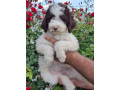 lagoto-romanjolo-lagotto-romagnolo-small-4