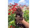 lagoto-romanjolo-lagotto-romagnolo-small-0
