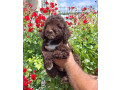 lagoto-romanjolo-lagotto-romagnolo-small-1