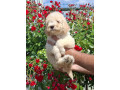 lagoto-romanjolo-lagotto-romagnolo-small-3