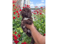 lagoto-romanjolo-lagotto-romagnolo-small-2