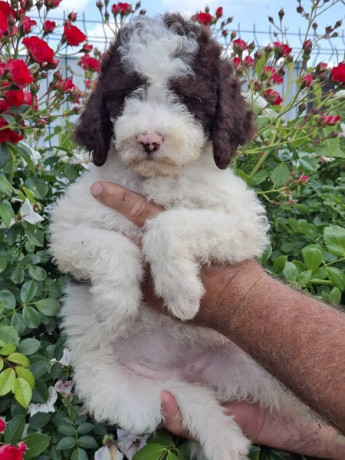 lagoto-romanjolo-lagotto-romagnolo-big-4