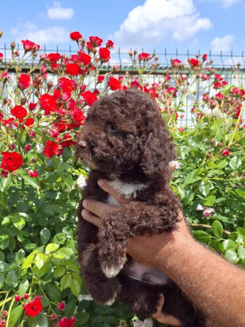 lagoto-romanjolo-lagotto-romagnolo-big-0