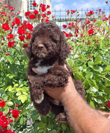 lagoto-romanjolo-lagotto-romagnolo-big-1