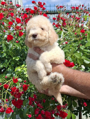 lagoto-romanjolo-lagotto-romagnolo-big-3