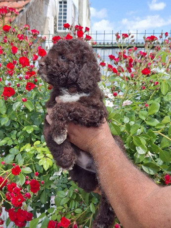 lagoto-romanjolo-lagotto-romagnolo-big-2