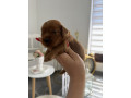 crveni-cockapoo-stenci-small-4