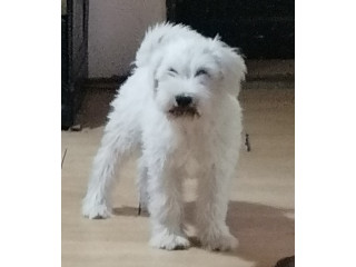 Patuljasti šnaucer