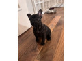 zenka-francuskog-buldoga-small-1