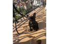 zenka-francuskog-buldoga-small-0