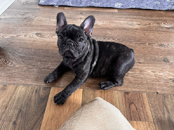 zenka-francuskog-buldoga-big-2