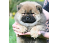 chow-chow-cau-cau-cau-cau-small-2