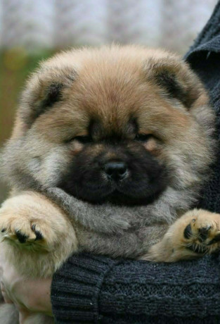 chow-chow-cau-cau-cau-cau-big-0