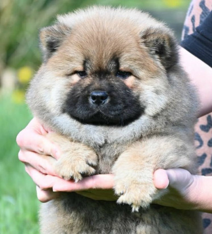 chow-chow-cau-cau-cau-cau-big-2