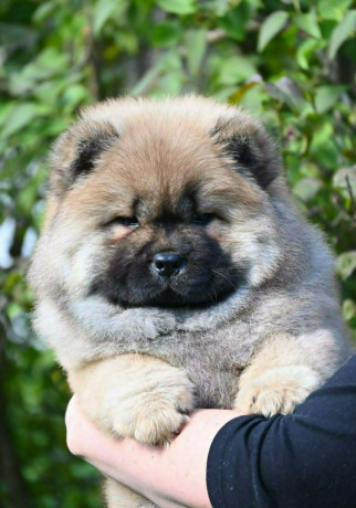 chow-chow-cau-cau-cau-cau-big-1
