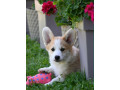 velski-korgiwelsh-corgi-pembroke-stenci-na-prodaju-small-1