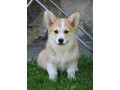 velski-korgiwelsh-corgi-pembroke-stenci-na-prodaju-small-4