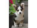 velski-korgiwelsh-corgi-pembroke-stenci-na-prodaju-small-2