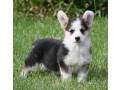 velski-korgiwelsh-corgi-pembroke-stenci-na-prodaju-small-3