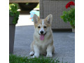 velski-korgiwelsh-corgi-pembroke-stenci-na-prodaju-small-0