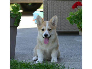 Velški korgi/Welsh Corgi Pembroke stenci na prodaju
