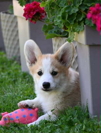 velski-korgiwelsh-corgi-pembroke-stenci-na-prodaju-big-1