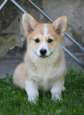 velski-korgiwelsh-corgi-pembroke-stenci-na-prodaju-big-4