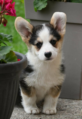 velski-korgiwelsh-corgi-pembroke-stenci-na-prodaju-big-2