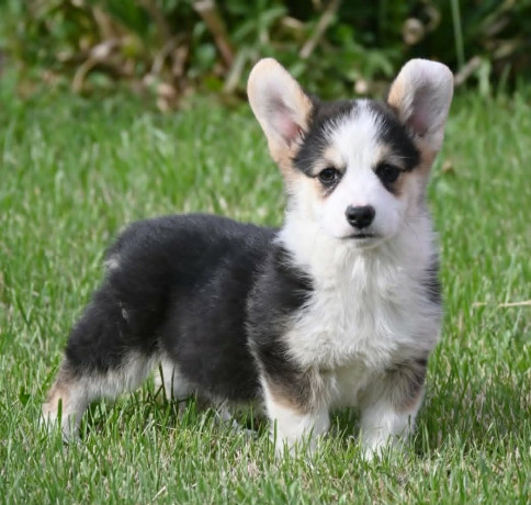velski-korgiwelsh-corgi-pembroke-stenci-na-prodaju-big-3