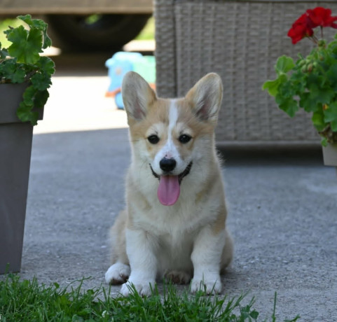 velski-korgiwelsh-corgi-pembroke-stenci-na-prodaju-big-0