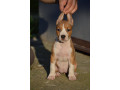 americki-staford-terijer-small-1