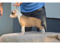 americki-staford-terijer-small-3