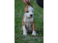 americki-staford-terijer-small-2