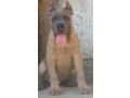 cane-corso-stenci-small-2