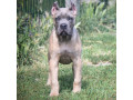 cane-corso-stenci-small-1