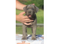 cane-corso-stenci-small-3