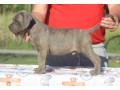 cane-corso-stenci-small-4