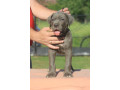 cane-corso-stenci-small-0