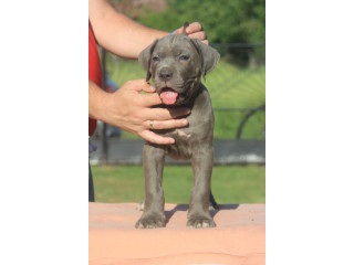 Cane Corso štenci
