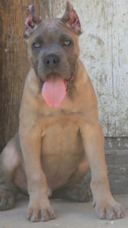 cane-corso-stenci-big-2
