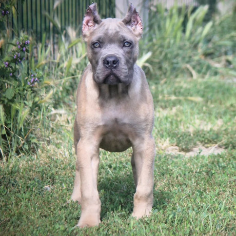 cane-corso-stenci-big-1