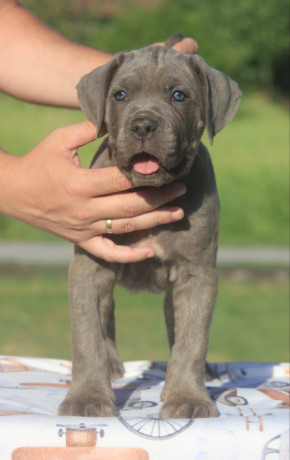 cane-corso-stenci-big-3