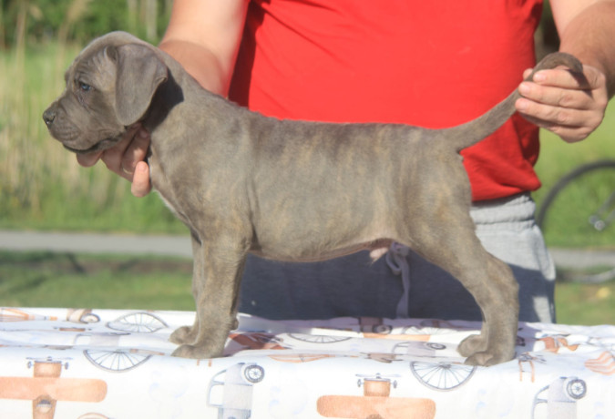 cane-corso-stenci-big-4