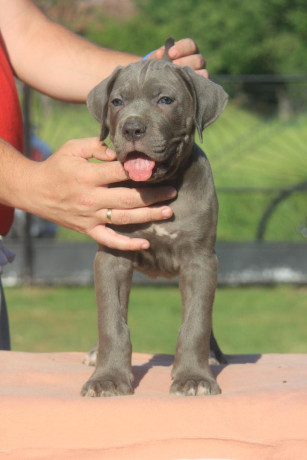 cane-corso-stenci-big-0