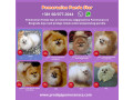 odgajivacnica-pomeranaca-prodaje-mlade-zenke-small-0