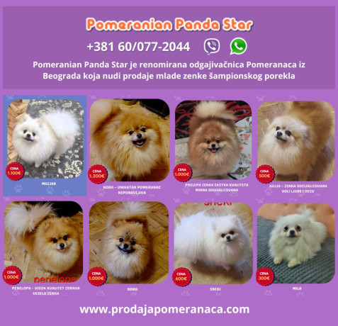 odgajivacnica-pomeranaca-prodaje-mlade-zenke-big-0