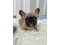 francuski-buldog-prelepi-stenci-na-prodaju-small-0