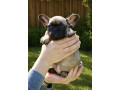 francuski-buldog-prelepi-stenci-na-prodaju-small-4