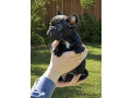 francuski-buldog-prelepi-stenci-na-prodaju-small-3